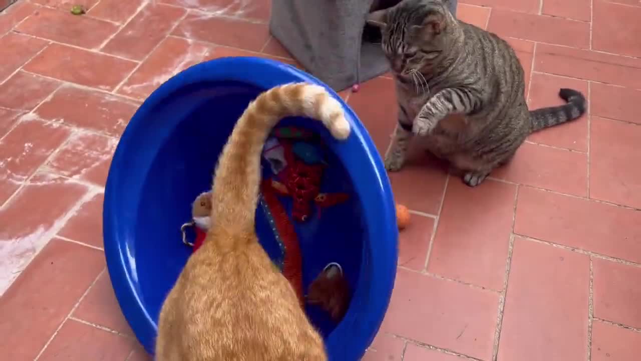Funny Cats Playing #12 - Funny Videos