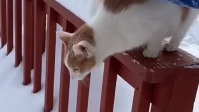 Funny cat get stuck inside Snow 🌨️ funny cat # short