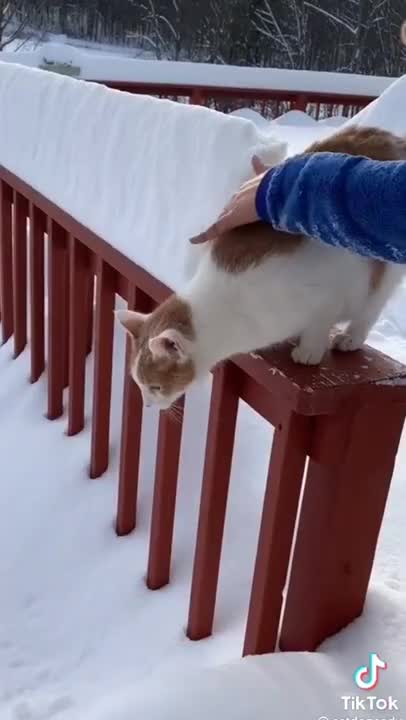 Funny cat get stuck inside Snow 🌨️ funny cat # short