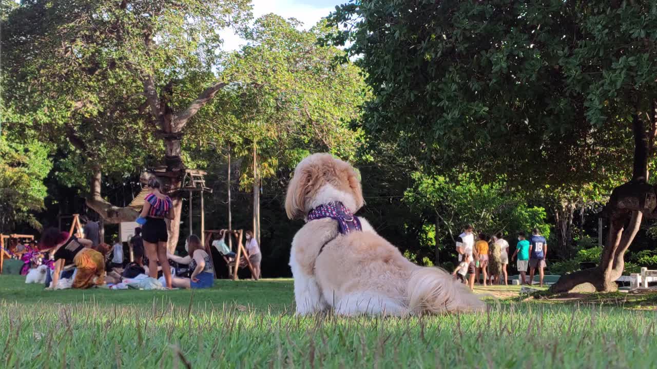 Watch This Beautiful Little Puppy Enjoys The Spring In The Park - Pleasing Moments!