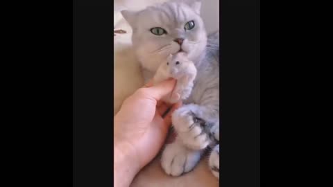 Funny Cats 2022 part#1