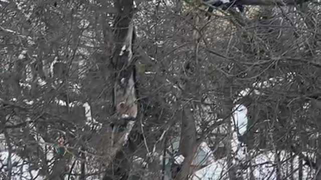 Climbing tree