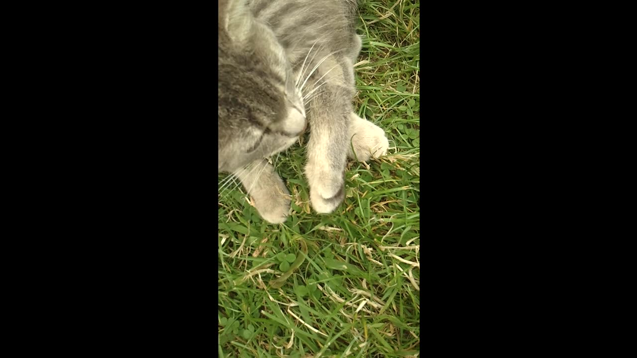 Cute cat purrs and cleans itself