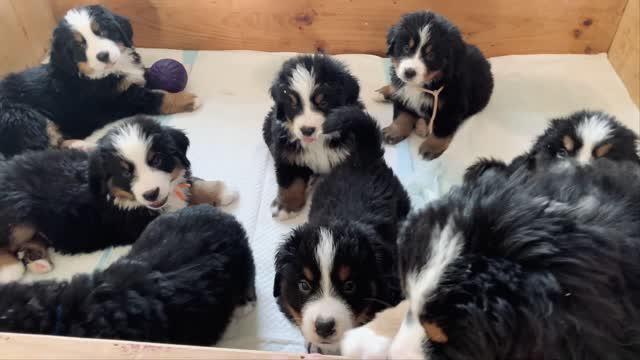 A bunch of cute baby dogs