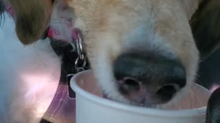 Sassy loves her morning Puppuccino