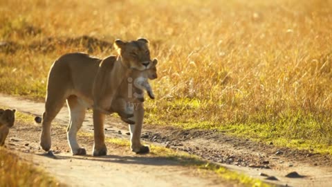 Lioness carrying lion cub in mouth on sunny wildlife reserve road among grass,Maasai Mara National