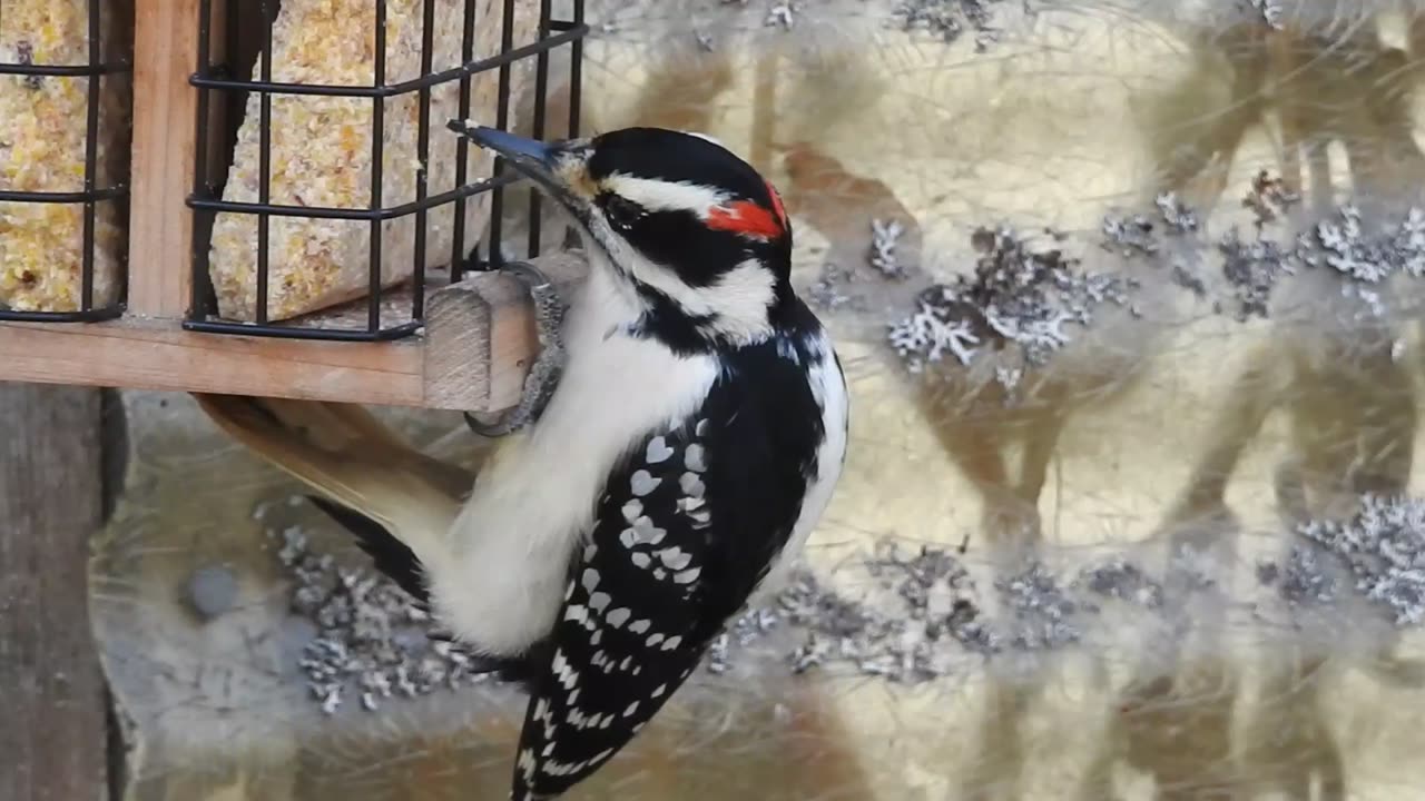 Woodpeckers in the bird feeder #1