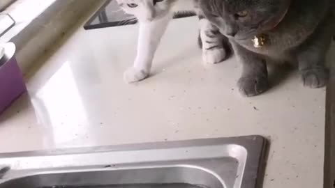 cats fishing in the sink - try not to find it cute