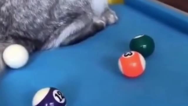 Funny Cat Playing Chess 😆🐈🤣