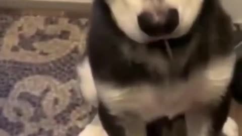 Cute hungry puppy