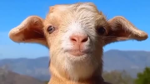 This goat face