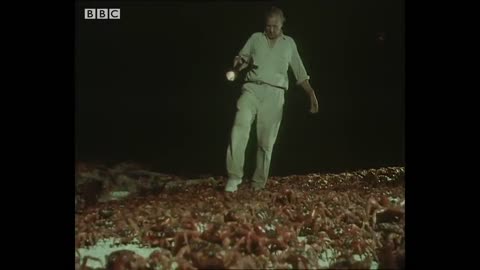 120 Million Crabs Spawning on One Beach | Trials Of Life | BBC Earth