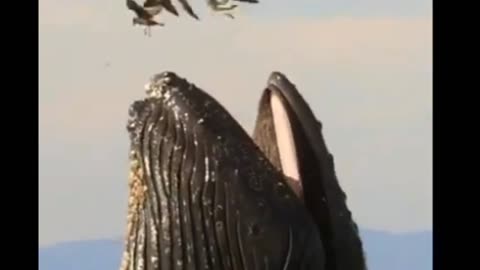 Giant Humpback