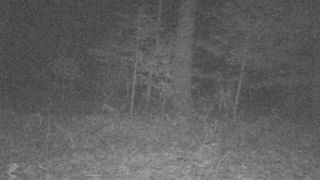 Northern Michigan trail cam 9 deep in the woods