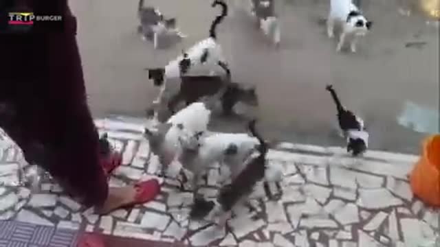 Cats Meowing To Attract Cats 😂 🐱 (2022)