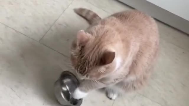 When my cat is hungry