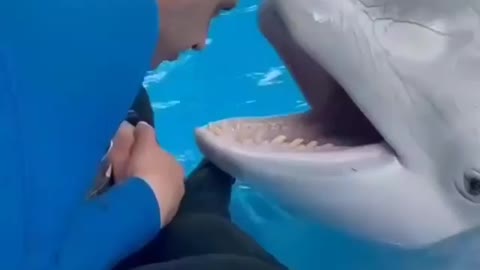 Play time with dolphins