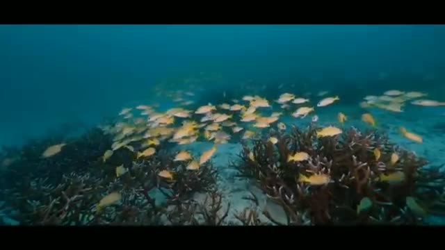 The beauty of nature under the sea, Sabang, Weh Island, Indonesia