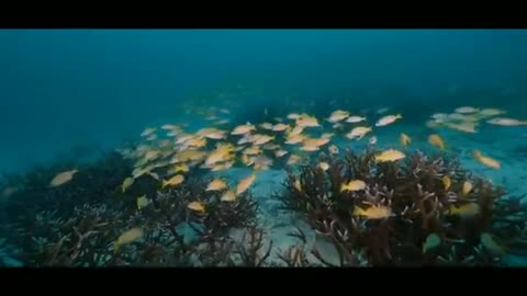 The beauty of nature under the sea, Sabang, Weh Island, Indonesia