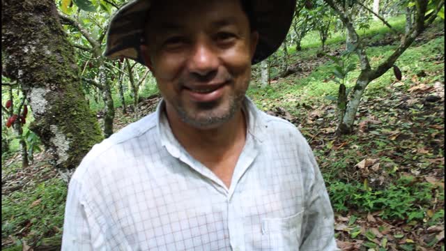 Hunting Delicious Termites in Brazilian Rainforest