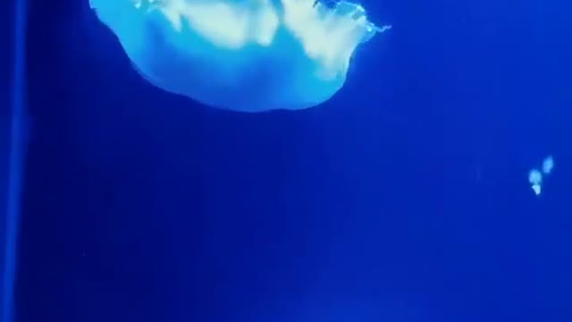 The jellyfish section of the aquarium