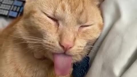 Owner Pulls Out His Cat's Tongue