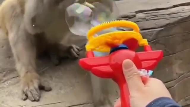 Funny monkey😇😇😇