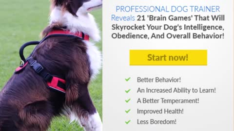 Best Dog training tips