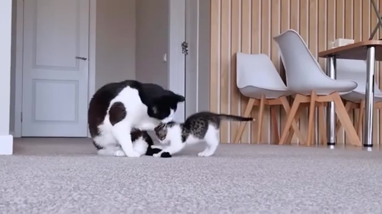 Funny cats will steal your heart