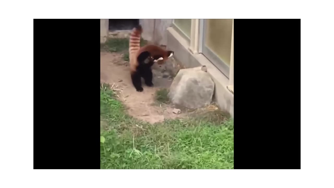 Most Adorable Red Panda - CUTEST Compilation