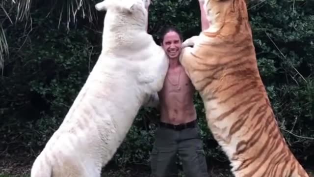 REAL TARZAN RAISED WITH TIGERS KODY ANTLE