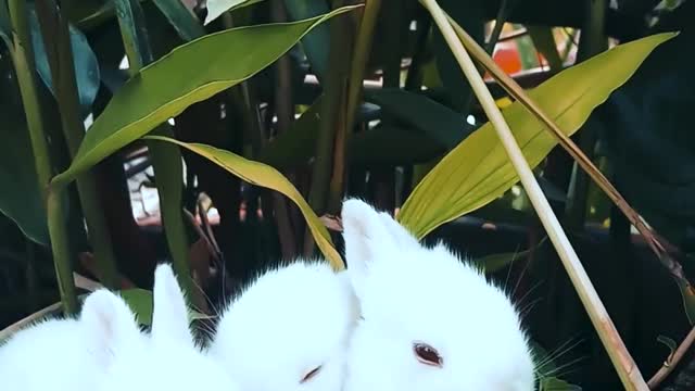 cute bunny with their mates