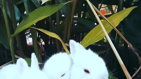 cute bunny with their mates