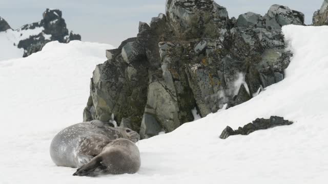 Mother Seal & Baby Cub