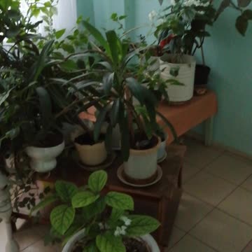 Beautiful flowers indoors.