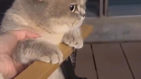 Funny Cat Video 😻