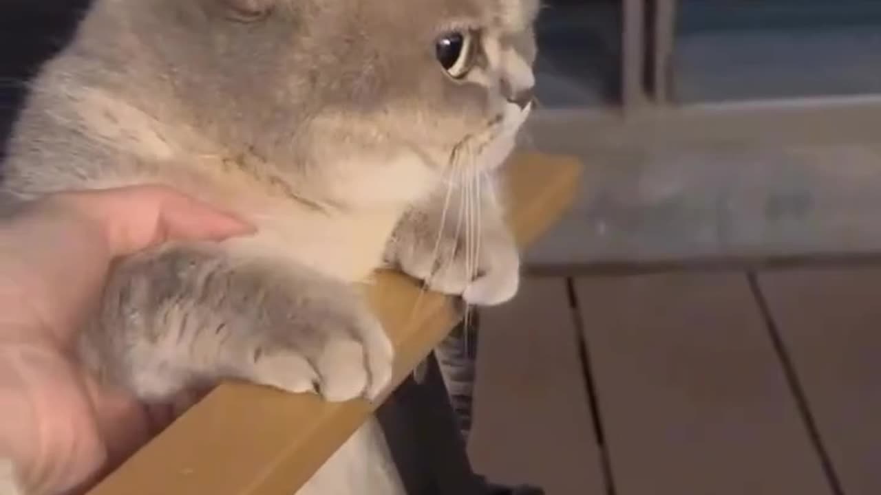 Funny Cat Video 😻