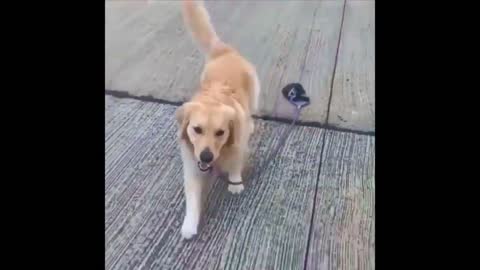 when you really want to take a walk