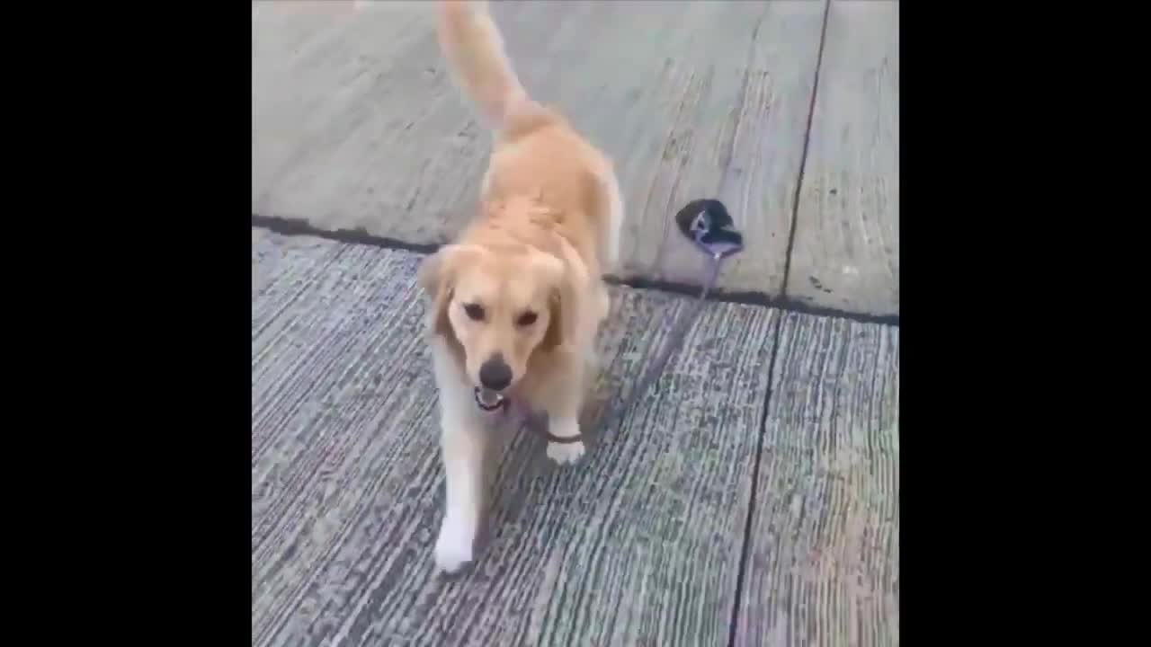 when you really want to take a walk