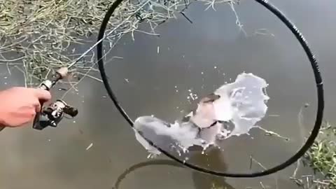 This is a beautiful and charming water-dwelling species