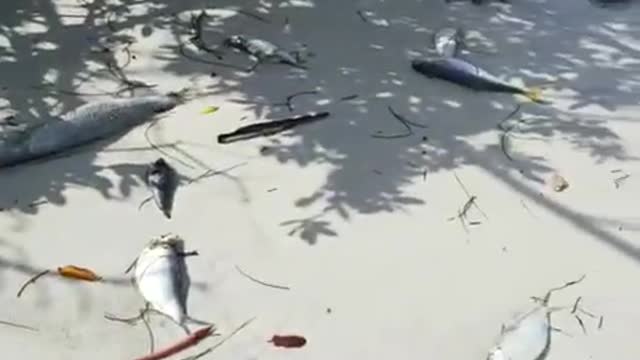 Devastation on Florida Beaches Due to Red Tide