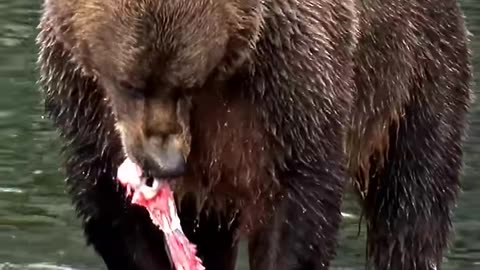 "Kodiak Bear Catches & Eats Salmon 🐻🐟 | Amazing Wildlife #Shorts"