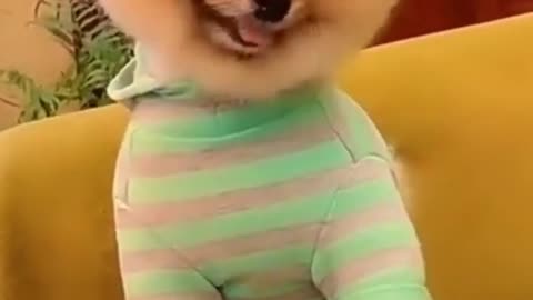 Funny and Cute Dogs Videos Compilation,🐕🐕_455_#shorts