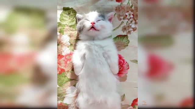 Cute and Funny Cat Videos