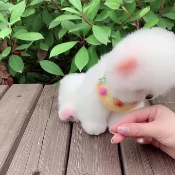 Funny Puppies #short Home Tik Toks Chinese