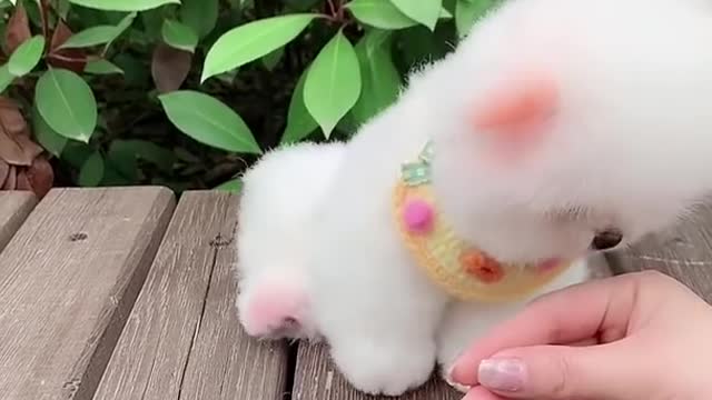 Funny Puppies #short Home Tik Toks Chinese