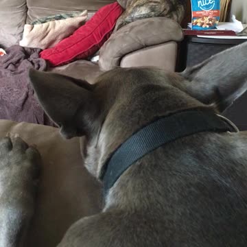 Dogs when humans aren’t home!