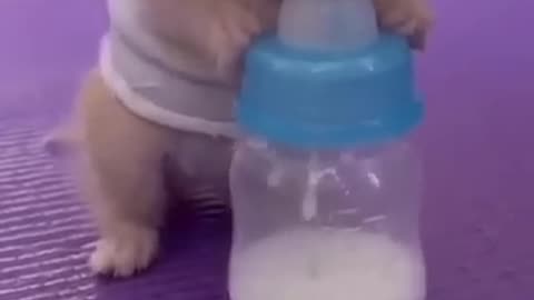 Baby cat #shorts