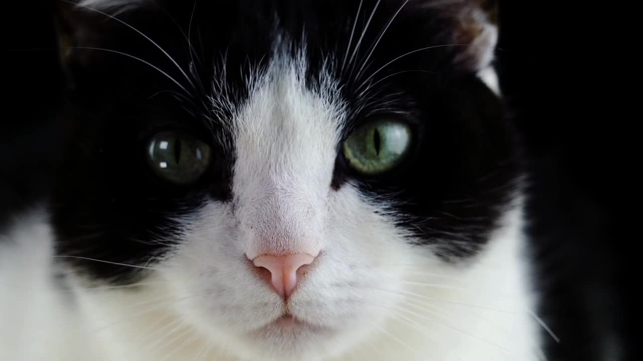 Cutie 🐱 Cat, EM9