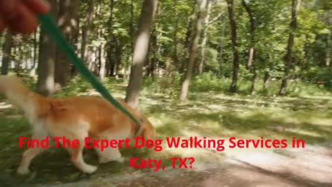 A Pet Lover's Sitting Service - Expert Dog Walking Services in Katy, TX